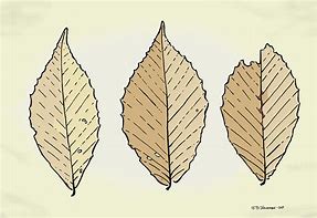 Image result for Beech Leaf Stencil