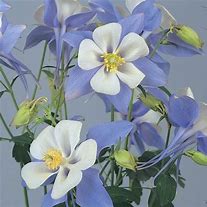 Image result for Columbine Songbird Yellow