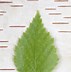 Image result for Birch Leaves Cut Out