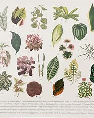 Image result for Botanical Leaf Pencil Drawings