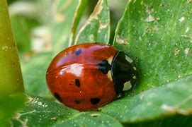 Image result for Pile of Bugs