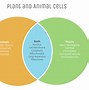 Image result for Pagkakaiba Ng Buod at Sintesis Venn Diagram