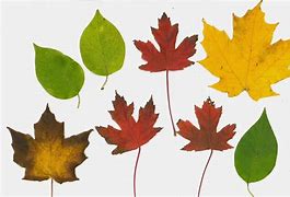 Image result for Fall Leaf Print