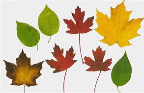 Image result for Fall Leaf Shapes Printable