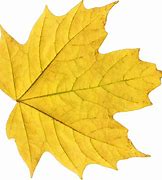 Image result for Yellow Fall Leaves