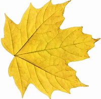 Image result for Fall Leaves Vector Free