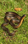 Image result for Glossy Crayfish Snake