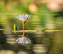 Image result for Monet Water Lily Pond 1899