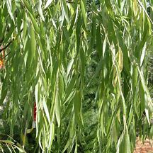 Image result for Salix Babylonica in HME Garden