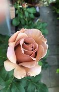 Image result for Dusty Rose Color Palette