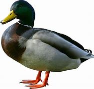 Image result for 3 Ducks Clip Art