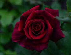 Image result for Maroon Roses