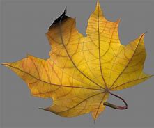 Image result for 3D Fall Leaves