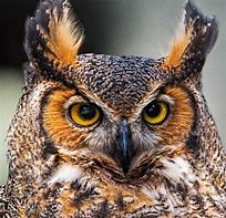 Image result for Majestic Owl