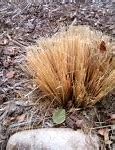 Image result for Purple Grasses. Ornamental