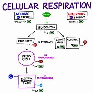 Image result for Glycolysis Diagram by Student