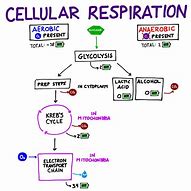 Image result for Labeled Diagram of Glycolysis