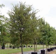 Image result for Winged Elm Tree Leaves