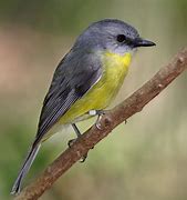 Image result for Eastern Yellow Robin