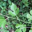 Image result for Simple Leaf Plants