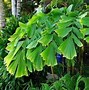 Image result for Tropical Plants Zone 9