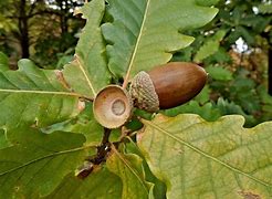 Image result for Tree Branch with Acorn Template