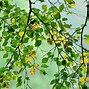 Image result for Silver Birch Tree Near LU4 0DZ