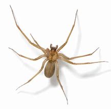 Image result for Juvenile Brown Recluse Spider