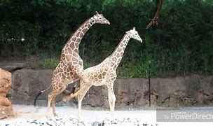 Image result for bull giraffe mating