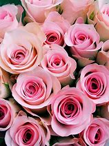 Image result for Baby Rose Flower