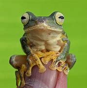 Image result for Frog Eating Finger