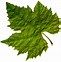 Image result for Grape Leaf Clip Art