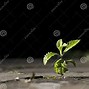 Image result for Elm Tree Sprouting