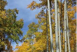 Image result for Aspen Sprout