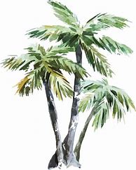 Image result for Watercolor Sketch of Palm Tree