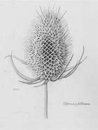 Image result for Continuous Line Drawing Nature