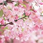 Image result for Cherry Blossom Tree 1920X1080 Japan