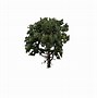 Image result for Red Oak Tree