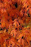 Image result for Weeping Chinese Willow Tree