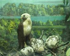 Image result for Museum Zoologi Bogor