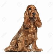 Image result for Cocker Spaniel Dog Coloring Pages