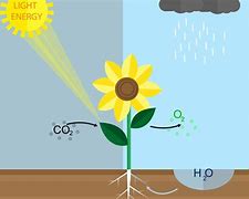 Image result for Photosynthesis in Cell Diagram