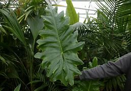 Image result for Tropical Shade Plants