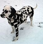 Image result for Long Coated Dalmatian