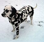 Image result for Dalmatian Fur