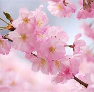 Image result for Cherry Blossom On White Background