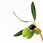 Image result for Olive Branch Clipart