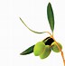 Image result for Olive Branch Images Clip Art