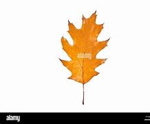 Image result for Northern Red Oak Tree Leaf