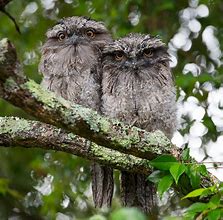 Image result for Owl On Tree Branch